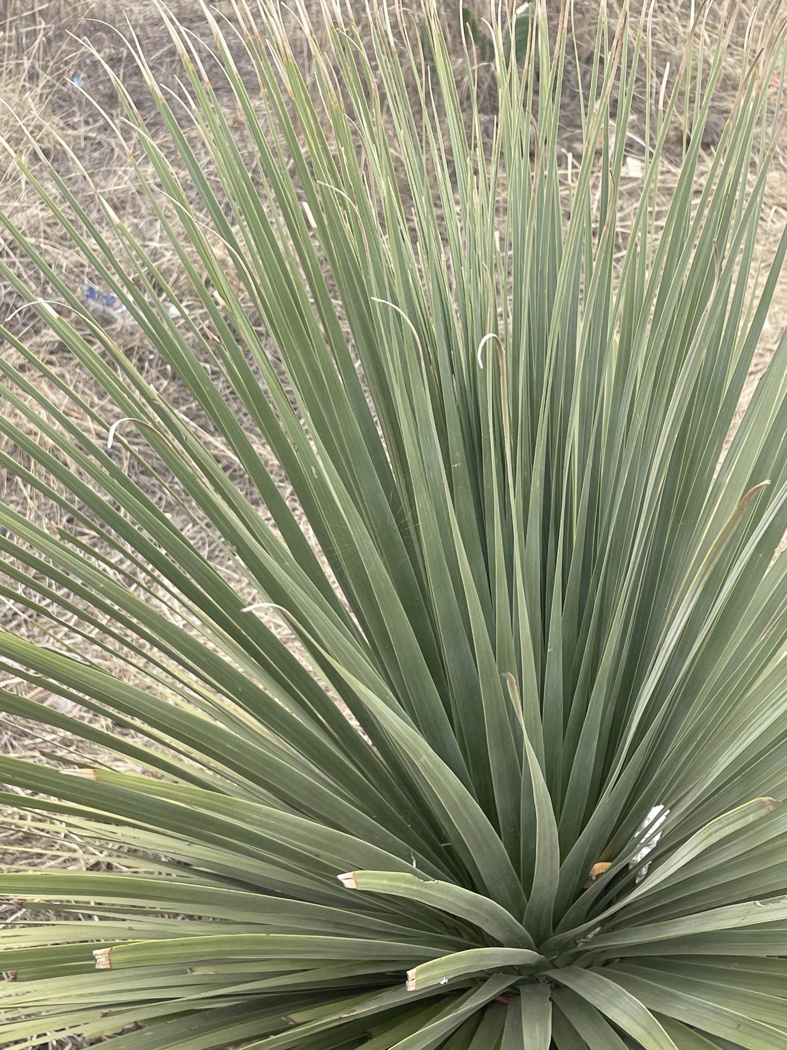 Nolina parviflora